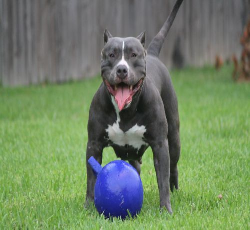 Pitbull Playing With Blue Ball