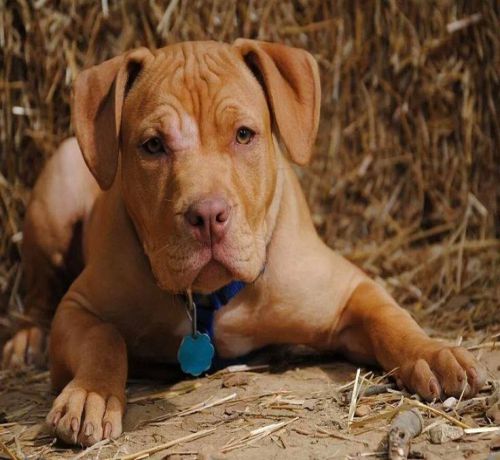 10 month old blue nose pitbull