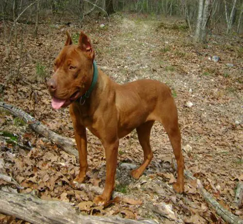Adult Pitbull in Forest