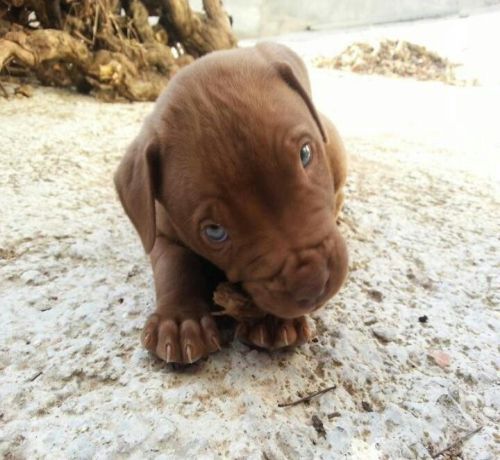 chocolate colored pitbull