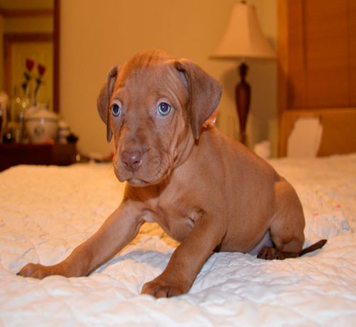 Brown Red Nose Pitbull Puppy Picture