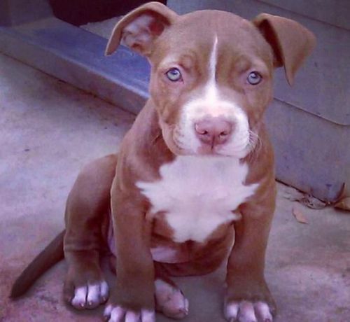 pink nose pitbull puppy