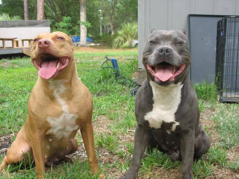 razor edge blue nose pitbull