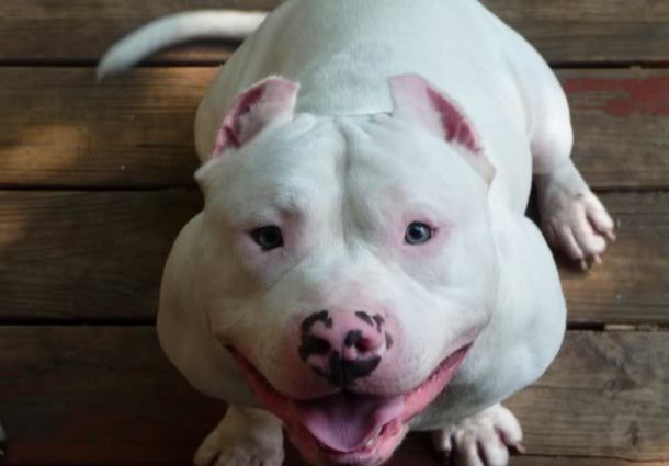 Full grown White Pitbull Terrier