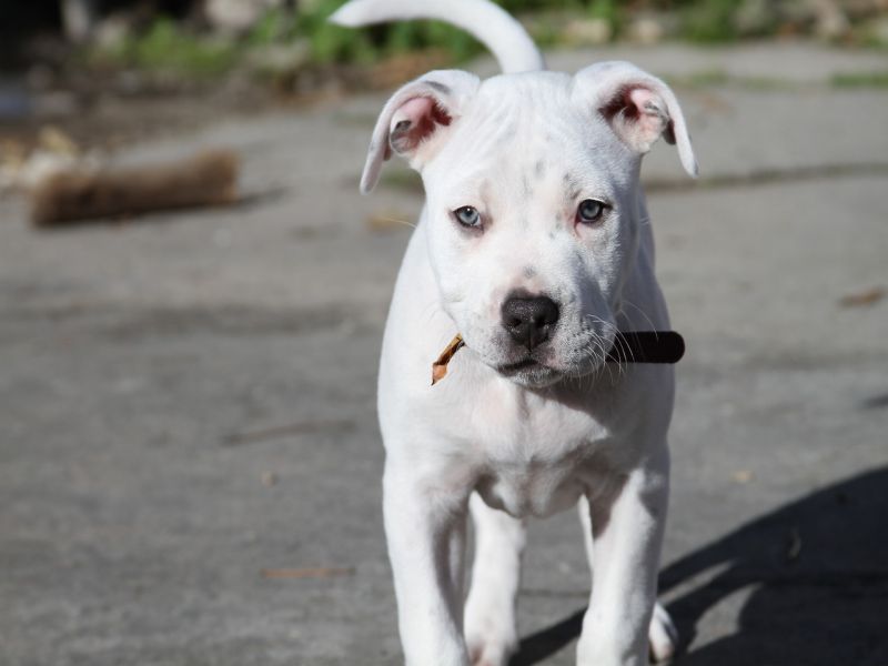 blue pit with blue eyes