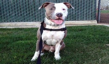 Brindle Pit Bull Dog Breeds