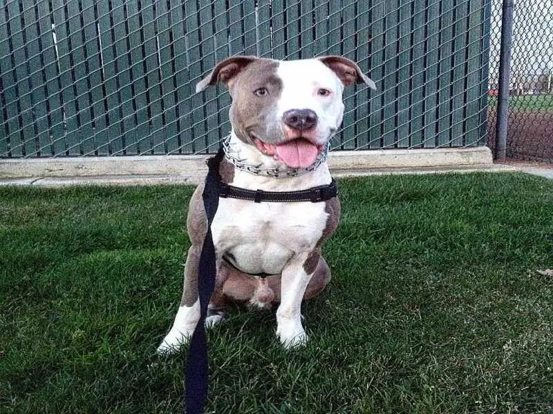 brindle bully dog