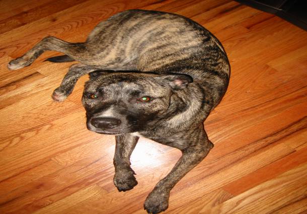 Brindle Pitbulls - 10 Reasons Why This Dog Breed Are Very ...