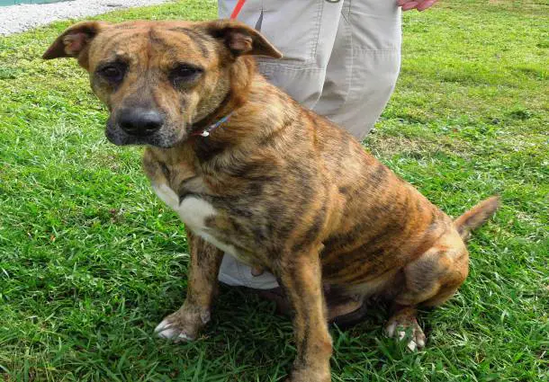 Brindle Pitbull Picture