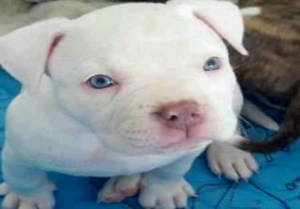 White Pitbull Puppy Photo
