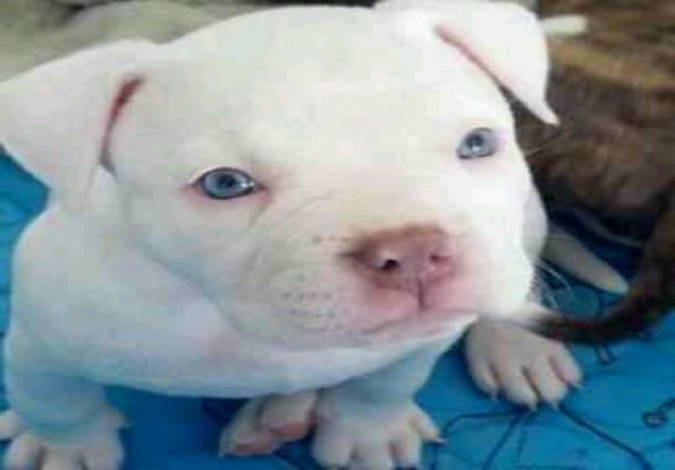 White Pitbull - 5 Reasons Why Everyone Love This Dog Breed