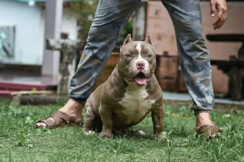 Razor Edge Pitbulls The Phenomenal and Amazing Bully Dog Breed ⋆