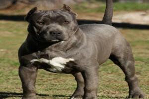 Pit bull Dogs Archives • AMERICAN BULLY DOG BREED INFO CENTER