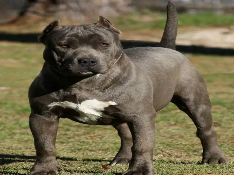 Razor And Gotti Pitbull 2024 www.horepnicko.cz