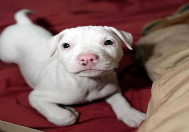 White Pitbull Breed Puppy