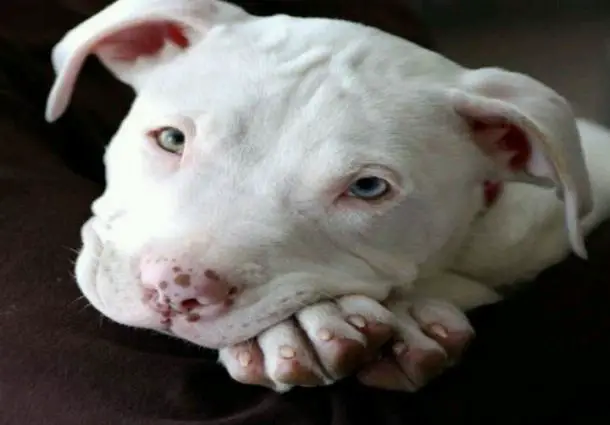 White Pitbull Pup