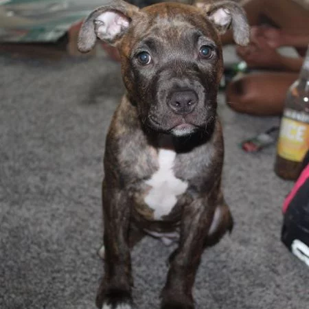 can pitbulls be brindle