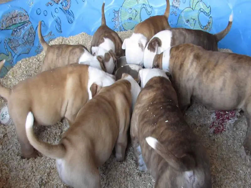 American Bully Puppies Eating Dog Foods Picture