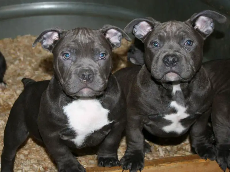 American Bully Puppies Pictures