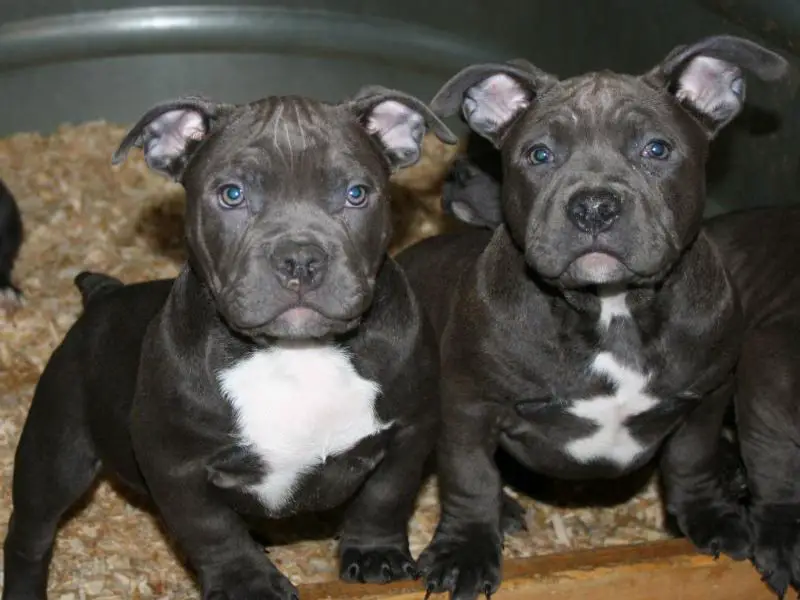 best diet for american bully puppy