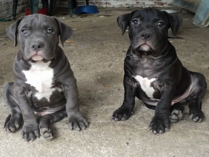 Black and Gray American Bully Puppies Standing Picture