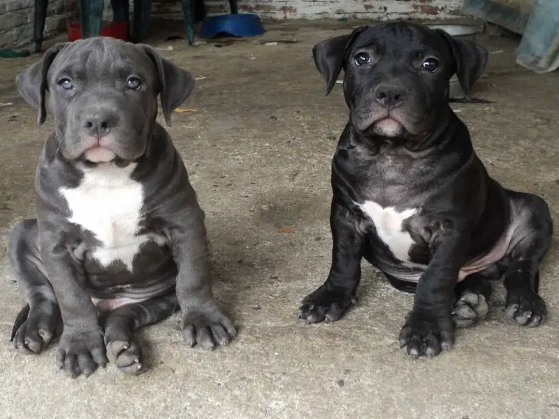 black bully puppy