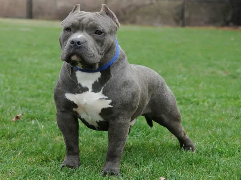 Razor Edge American Bully Picture