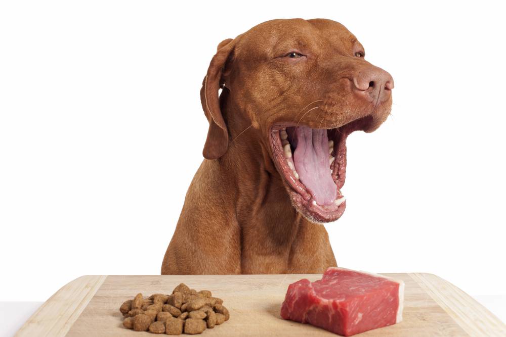 raw diet for bullies