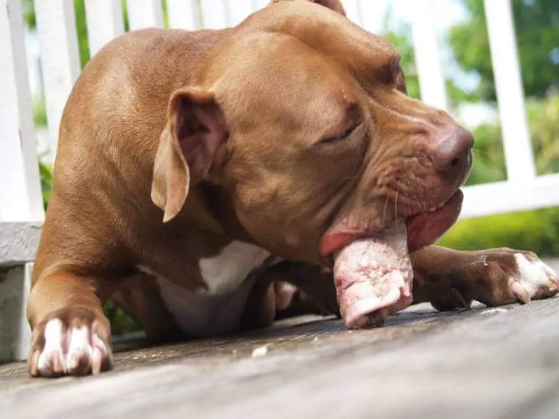 Brown Pitbull Eating Raw Dog Food