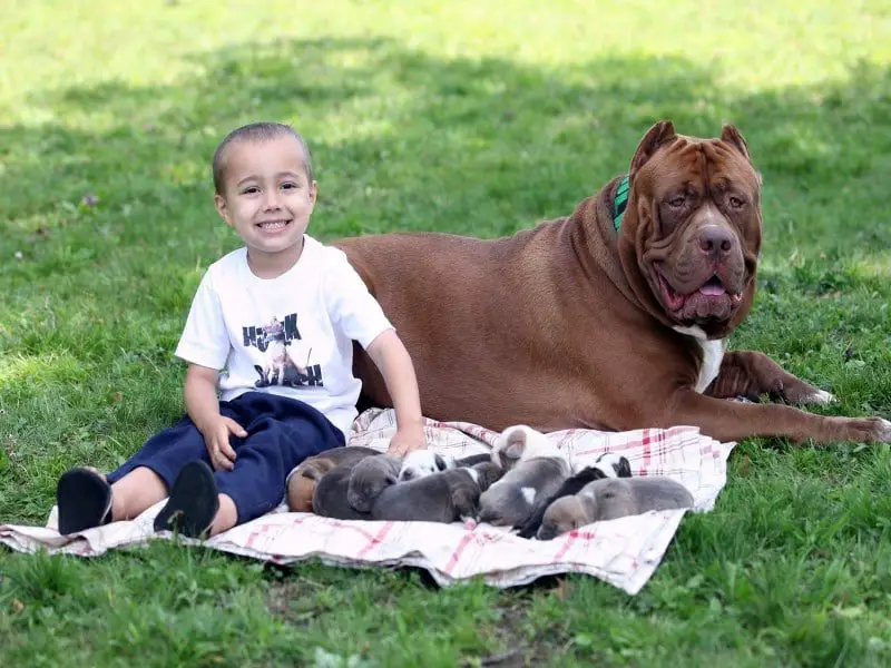 Meet Hulk The Pitbull - The Biggest Pit of Dark K9 Dynasty ⋆ American