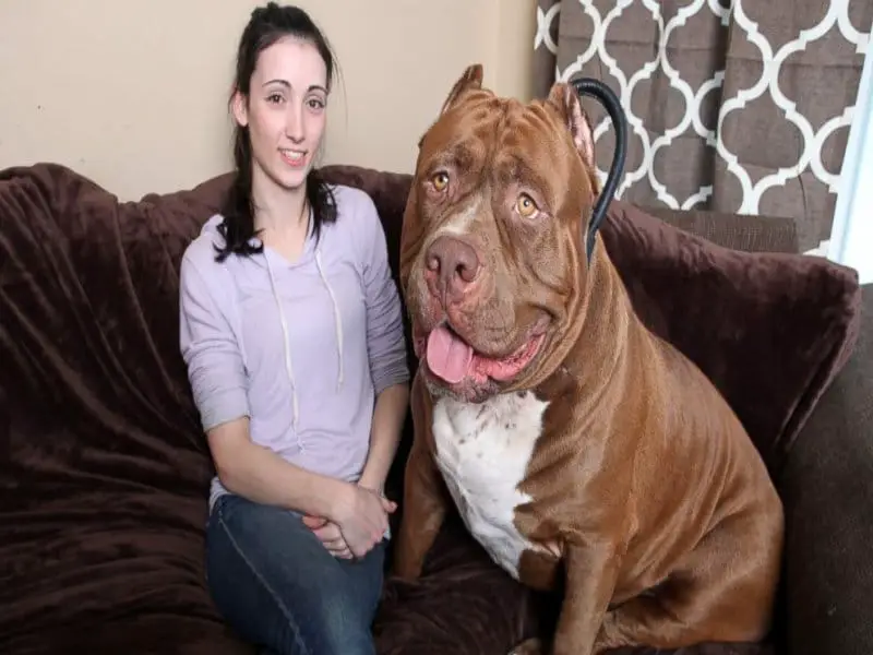 big american pitbull