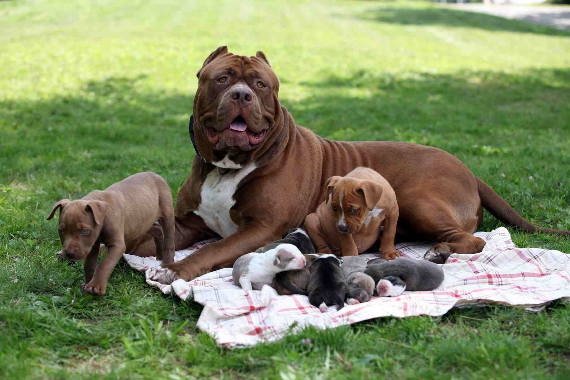 Hulk - World Largest Pitbull has fathered eight Pitbull puppies