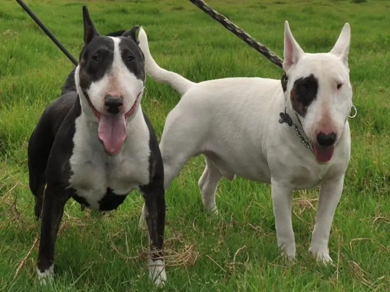 brindle and white bull terrier