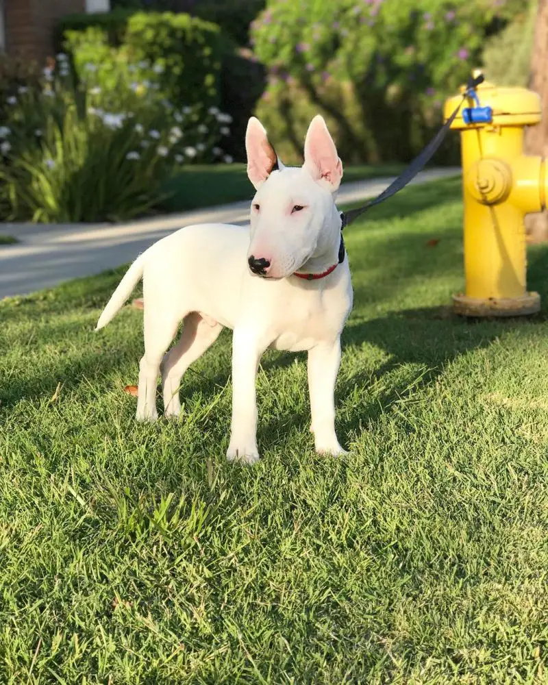 Beautiful Miniature Bull Terrier