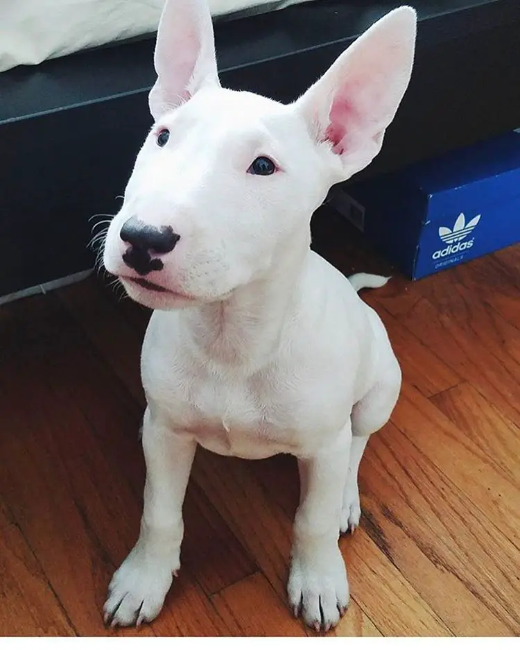 Pure White Bull Terrier