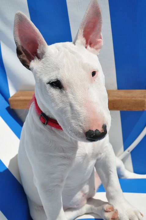 White Bull Terrier Pictures