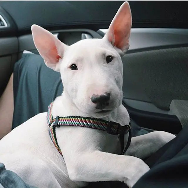 White Bull Terrier Dog