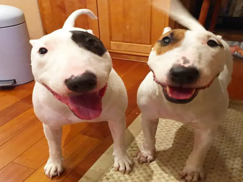 Cute Bull terriers mini