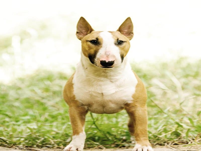 Amazing Bull Terrier