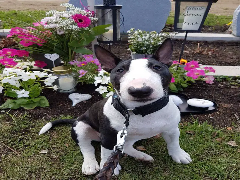 Black n White Miniature Bull Terrier