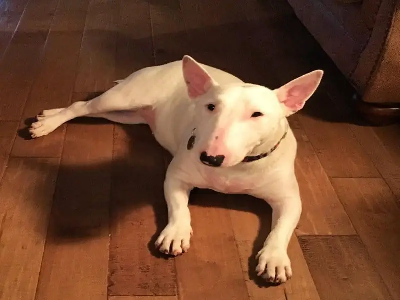 Bull Terrier Temparament