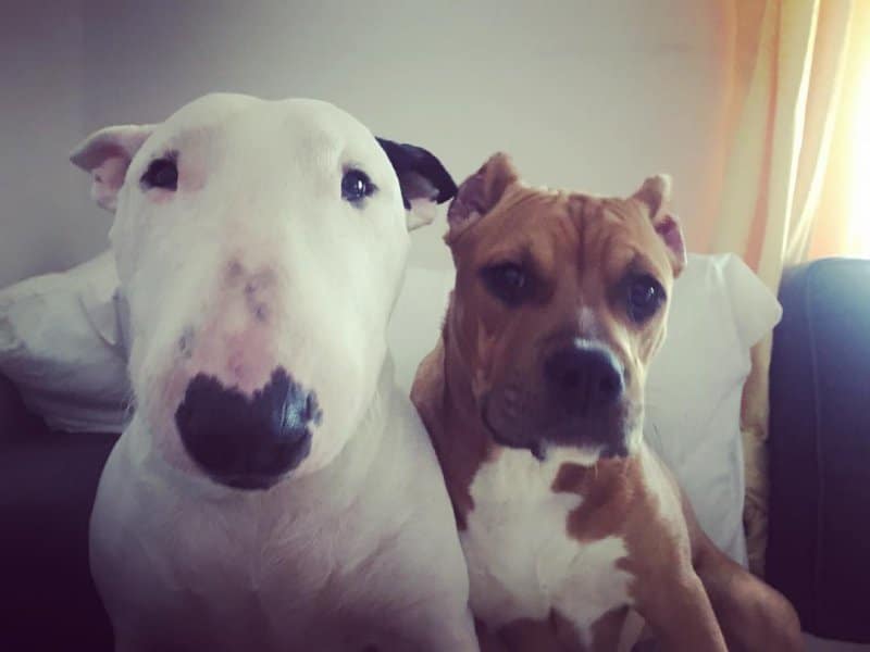 bull pit terrier terriers both children either americanbullydaily