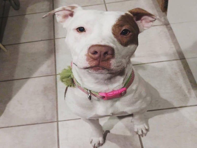 Cute White Pit bull