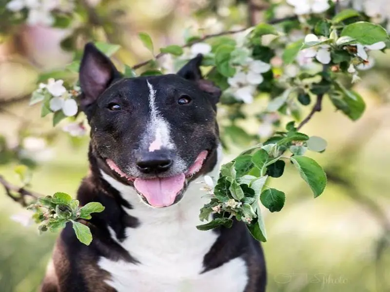 Happy Miniature Bull Terrier