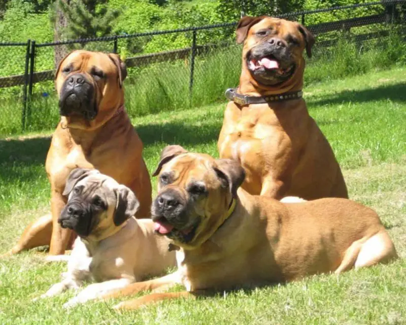 4 mastiff cross