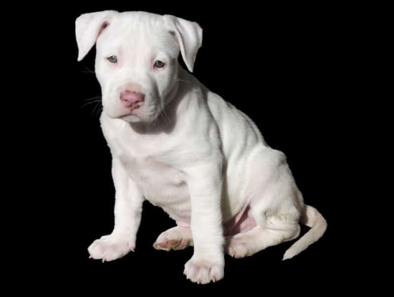 White Pocket Pitbull