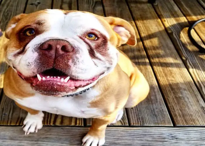 Bulldog Pitbull mix