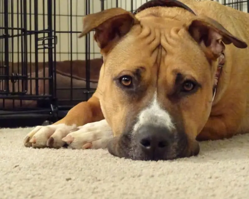 blue pit mastiff