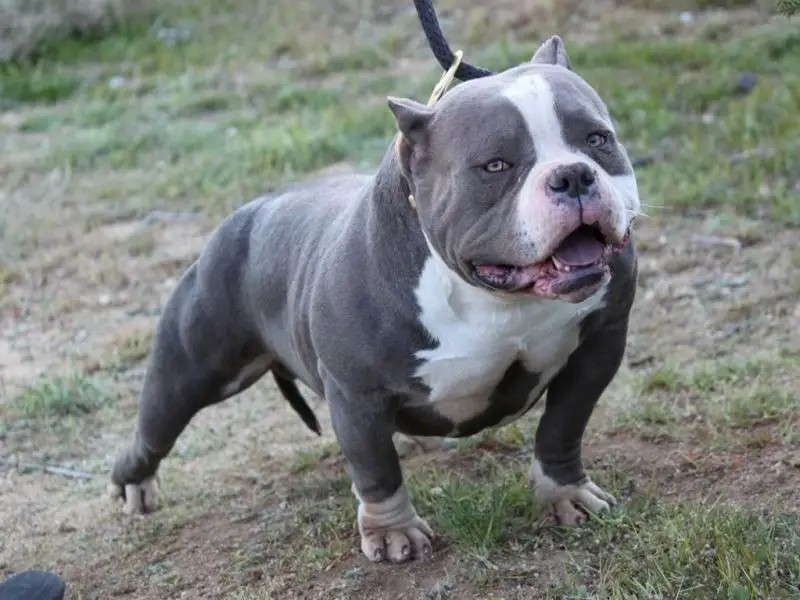 Pocket Pitbull - The Amazing Facts About This Hybrid Dog