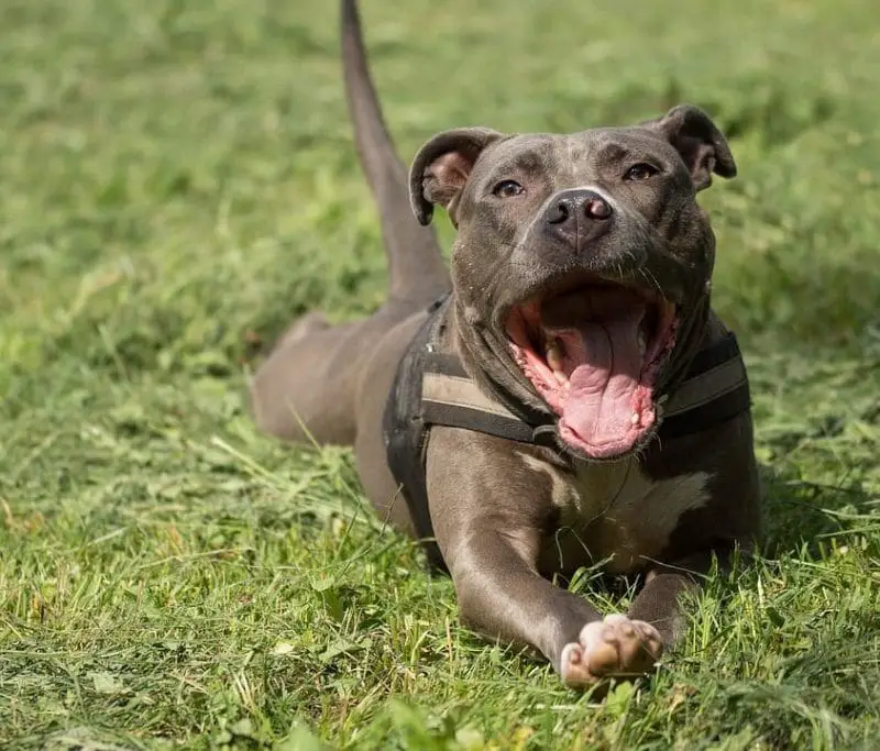 13 Pitbull Mixes That Are Amazing and Adorable Dog You